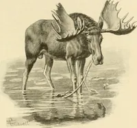 An illustration from The encyclopaedia of sport (1897)