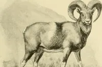 An illustration from The encyclopaedia of sport (1897)