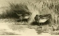 An illustration from The encyclopaedia of sport (1897)