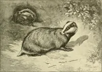 An illustration from The encyclopaedia of sport (1897)