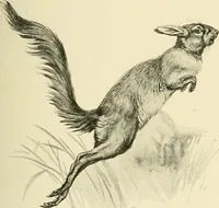 An illustration from The encyclopaedia of sport (1897)