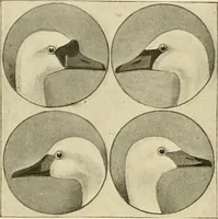An illustration from The encyclopaedia of sport (1897)