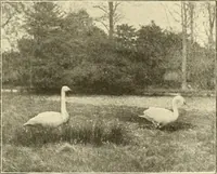 An illustration from The encyclopaedia of sport (1897)