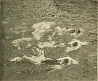 An illustration from The encyclopaedia of sport (1897)