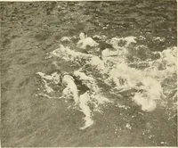 An illustration from The encyclopaedia of sport (1897)
