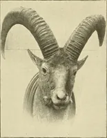 An illustration from The encyclopaedia of sport (1897)