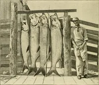 An illustration from The encyclopaedia of sport (1897)