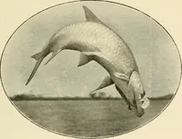 An illustration from The encyclopaedia of sport (1897)