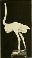 An illustration from The encyclopaedia of sport (1897)