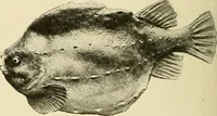 An illustration from The encyclopaedia of sport (1897)