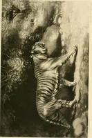 An illustration from The encyclopaedia of sport (1897)