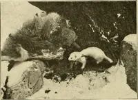 An illustration from The encyclopaedia of sport (1897)