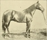 An illustration from The encyclopaedia of sport (1897)