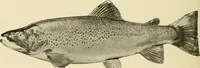 An illustration from The encyclopaedia of sport (1897)
