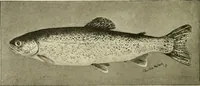 An illustration from The encyclopaedia of sport (1897)