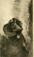 An illustration from The encyclopaedia of sport (1897)