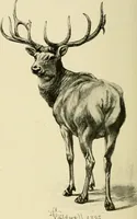 An illustration from The encyclopaedia of sport (1897)