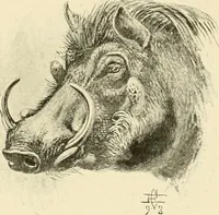 An illustration from The encyclopaedia of sport (1897)
