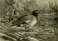 An illustration from The encyclopaedia of sport (1897)