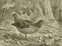 An illustration from The encyclopaedia of sport (1897)