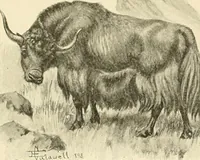 An illustration from The encyclopaedia of sport (1897)