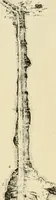 An illustration from The encyclopaedia of sport (1897)