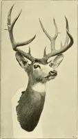An illustration from The encyclopaedia of sport (1897)