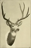 An illustration from The encyclopaedia of sport (1897)