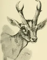 An illustration from The encyclopaedia of sport (1897)