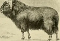An illustration from The encyclopaedia of sport (1897)