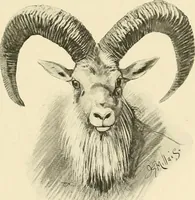 An illustration from The encyclopaedia of sport (1897)