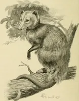 An illustration from The encyclopaedia of sport (1897)