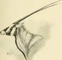 An illustration from The encyclopaedia of sport (1897)