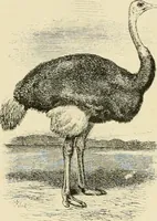 An illustration from The encyclopaedia of sport (1897)
