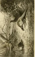 An illustration from The encyclopaedia of sport (1897)