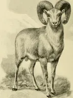An illustration from The encyclopaedia of sport (1897)