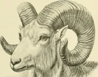 An illustration from The encyclopaedia of sport (1897)