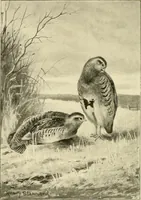 An illustration from The encyclopaedia of sport (1897)