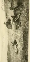 An illustration from The encyclopaedia of sport (1897)