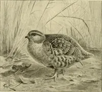 An illustration from The encyclopaedia of sport (1897)