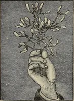 Picture 63 of 92 from An encyclopædia of freemasonry and its kindred sciences .. (1894), leaf 1016