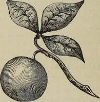 An illustration from An encyclopædia of freemasonry and its kindred sciences .. (1894)