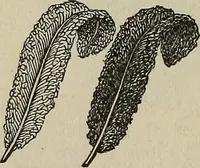 Picture 90 of 92 from An encyclopædia of freemasonry and its kindred sciences .. (1894), leaf 1052