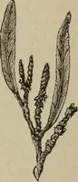 Picture 43 of 92 from An encyclopædia of freemasonry and its kindred sciences .. (1894), leaf 957