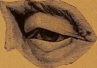 An illustration from Encyclopædia of human nature and physiognomy .. (1889)