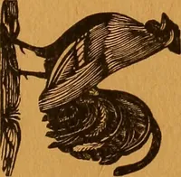 Picture 40 of 78 from Encyclopædia of human nature and physiognomy .. (1889), leaf 267