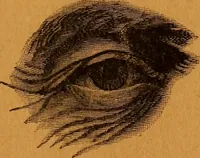 An illustration from Encyclopædia of human nature and physiognomy .. (1889)