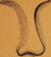 Picture 5 of 78 from Encyclopædia of human nature and physiognomy .. (1889), leaf 41