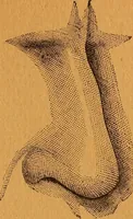 Picture 9 of 78 from Encyclopædia of human nature and physiognomy .. (1889), leaf 47