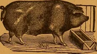 Picture 51 of 78 from Encyclopædia of human nature and physiognomy .. (1889), leaf 475